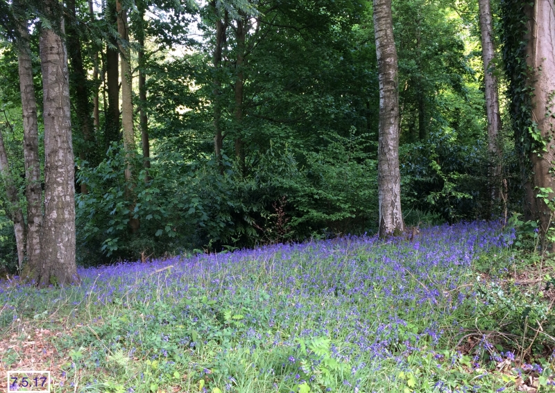 Bluebells